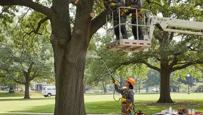 Louisville, KY arborist inspecting a tree for disease treatment and care