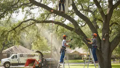 Louisville, KY arborist pruning a tree for safer, healthier landscape maintenance