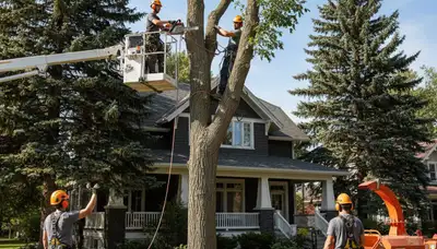 Louisville, KY tree service crew providing professional tree trimming and removal services