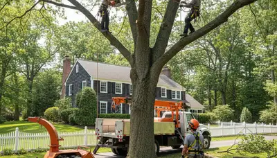 Louisville, KY tree service crew providing professional tree removal and trimming for local homes