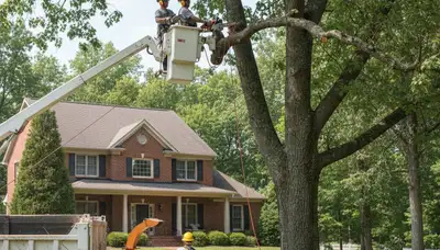 Tree service crew in Louisville, KY providing professional tree trimming and removal services