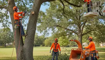 Louisville, KY tree trimming crew pruning a tree for safer, healthier growth and curb appeal